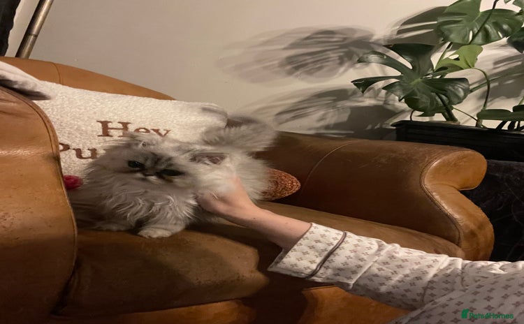 Persian cats - Advert 4