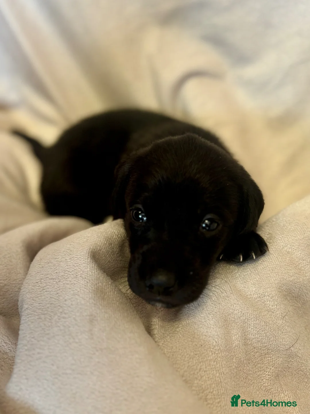 Labrador Retriever dogs for sale: Beautiful Lab puppies, wonderful working/family.  in Newbury - Advert 9