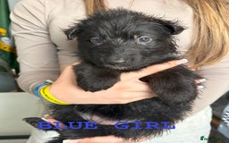 German Shepherd dogs for sale: hip scored DM Clear and DNA tested parents - Image 16