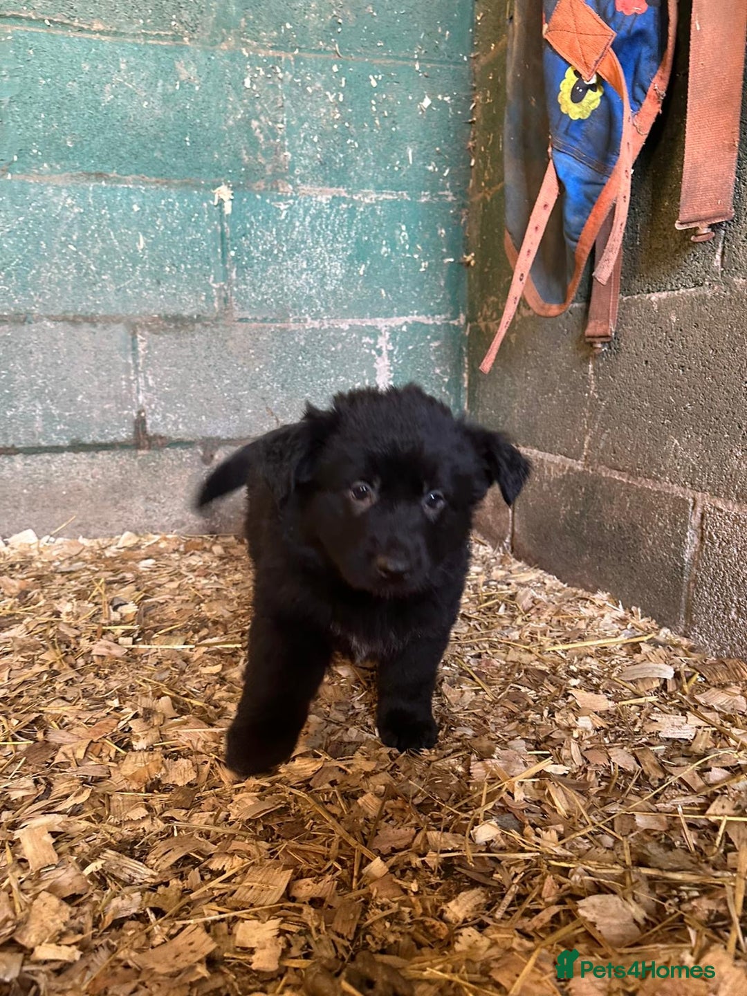 German Shepherd dogs for sale: German Shepard puppies - Advert 5