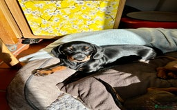 Miniature Dachshund dogs for sale: Excellent bloodlines mini smooth hair dachshunds  - Image 7