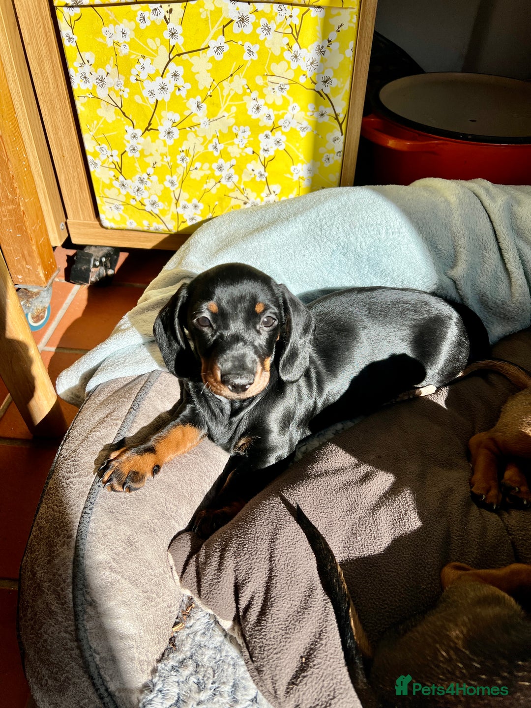 Miniature Dachshund dogs for sale: Excellent bloodlines mini smooth hair dachshunds  - Image 7