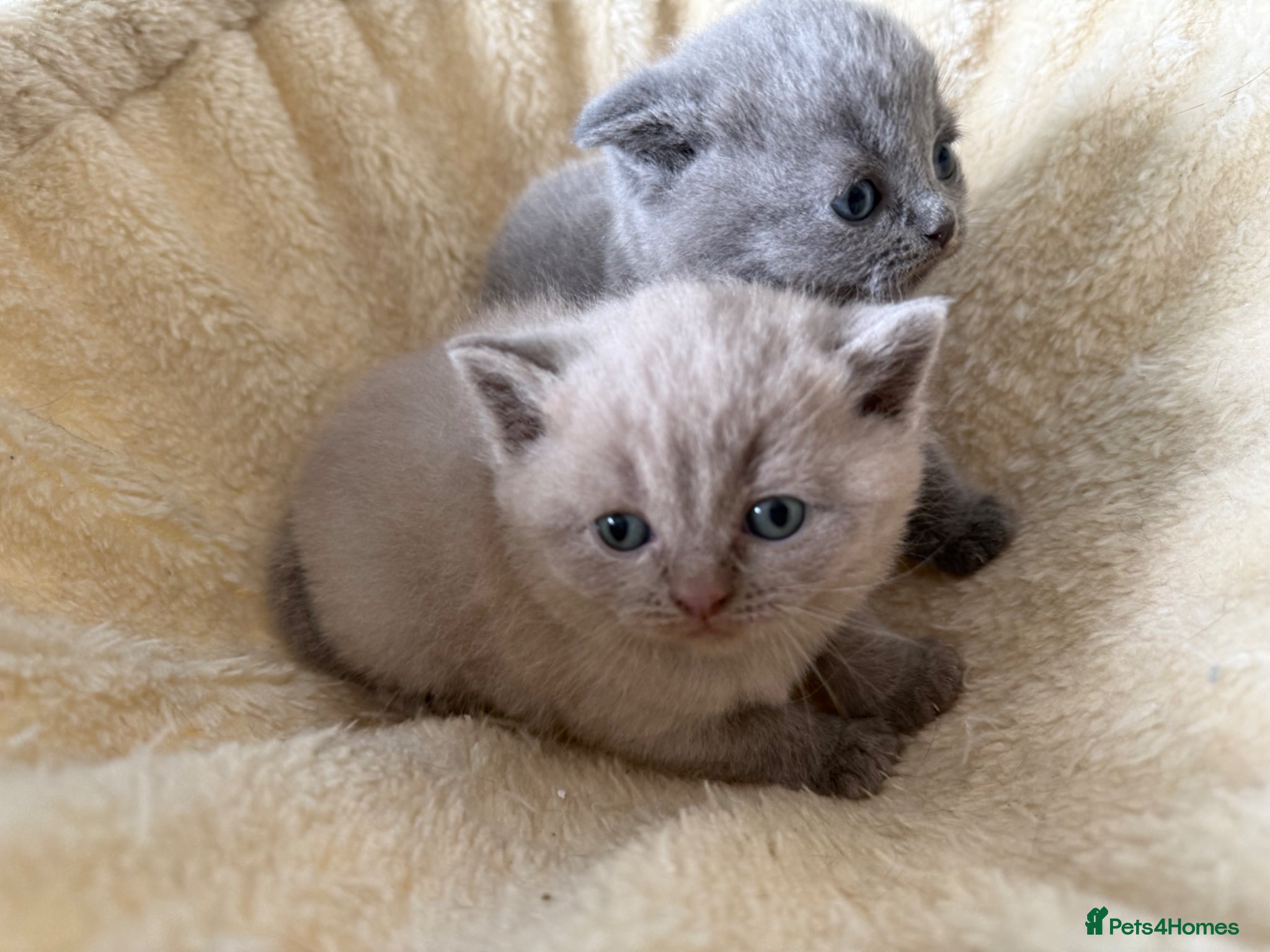 Scottish Fold cats Beautiful scottishfold/Scottish straight kittens🥰 - Advert 1