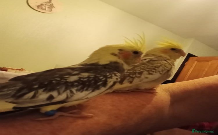 Cockatiels birds - Advert 1