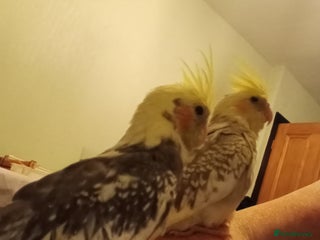 Cockatiels birds - Advert 1