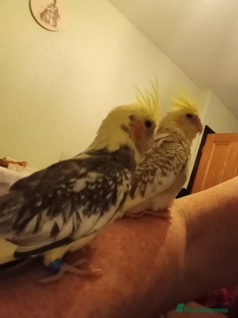 Cockatiels birds - Advert 1