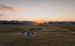 Border Collie dogs for sale: Luna  - Advert 1