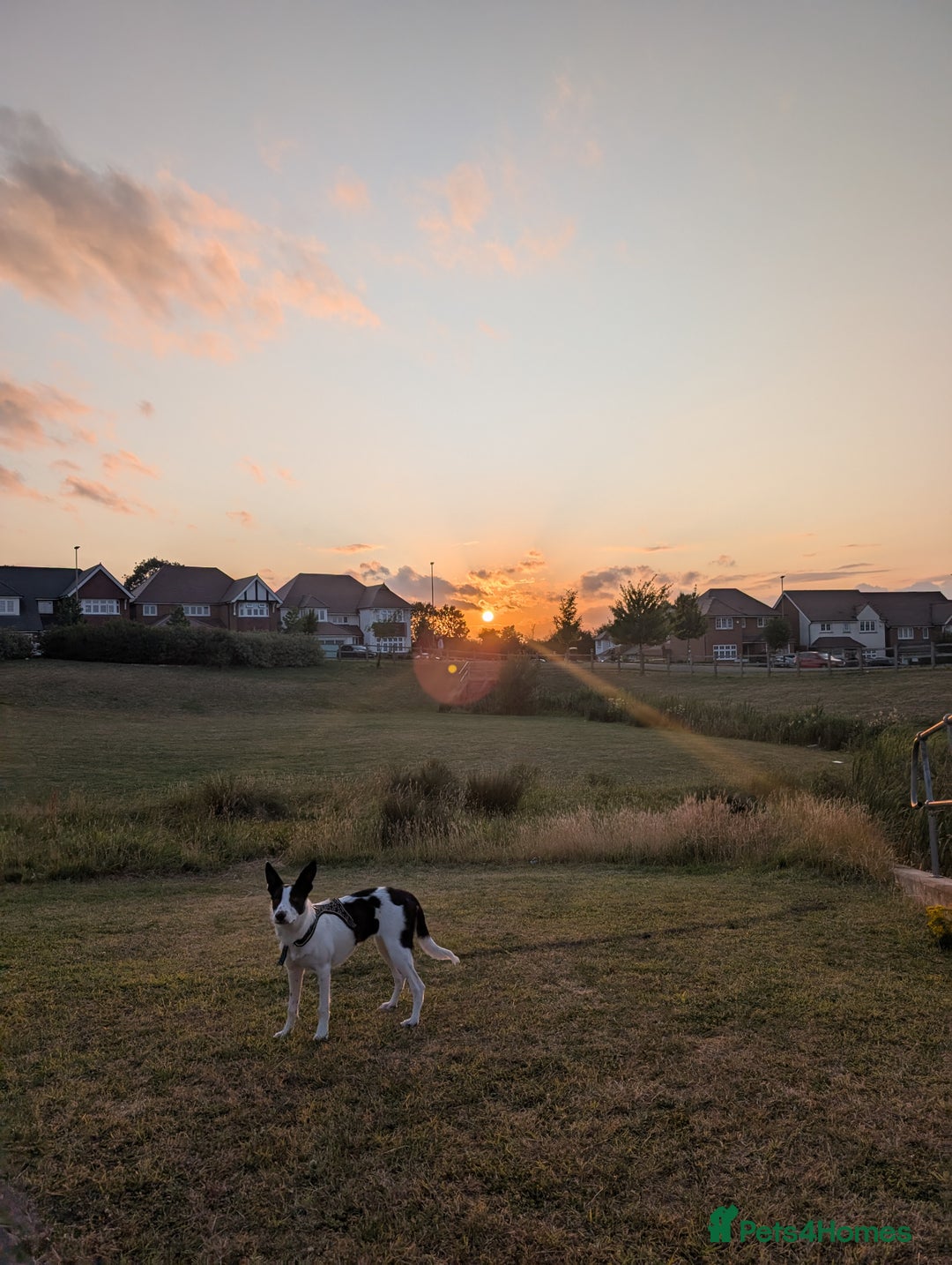 Border Collie dogs for sale: Luna  - Advert 1
