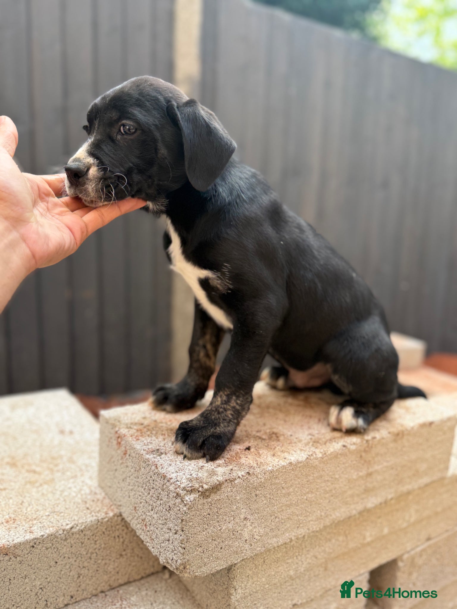 Presa Canario dogs Reduced!! 🏆Champion Blood presa Canario pups!! - Advert 5