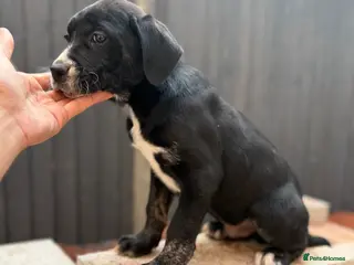 Presa Canario dogs Reduced last 🏆Champion Blood presa Canario pups!! - Advert 3