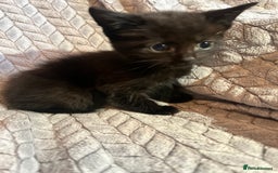 Russian Blue cats for sale: 6 beautiful kittens ❤️ - Image 24
