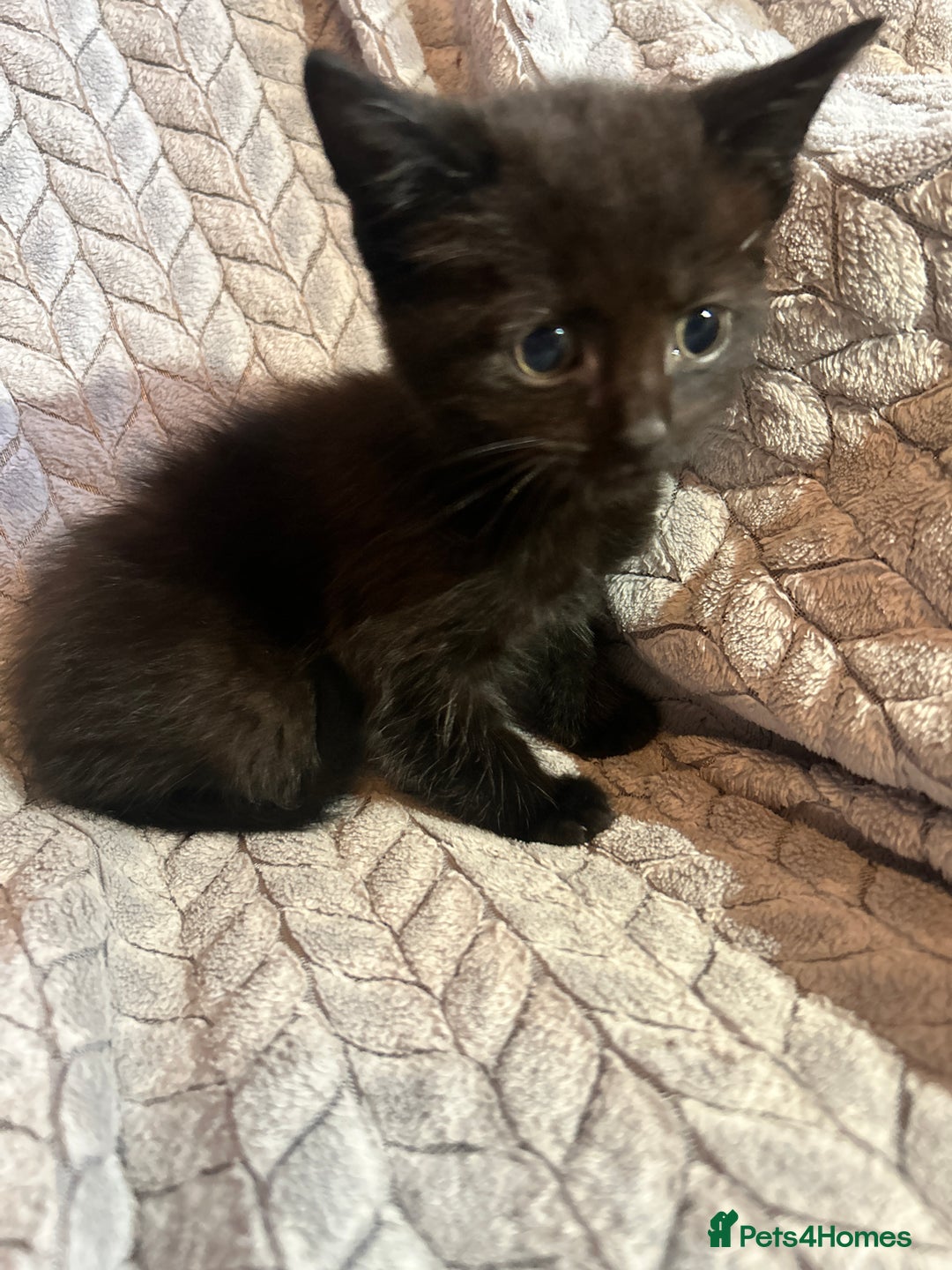 Russian Blue cats for sale: 6 beautiful kittens ❤️ - Image 24