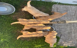 Golden Retriever dogs for sale: KC Registered Golden Retriever Puppies  - Image 6