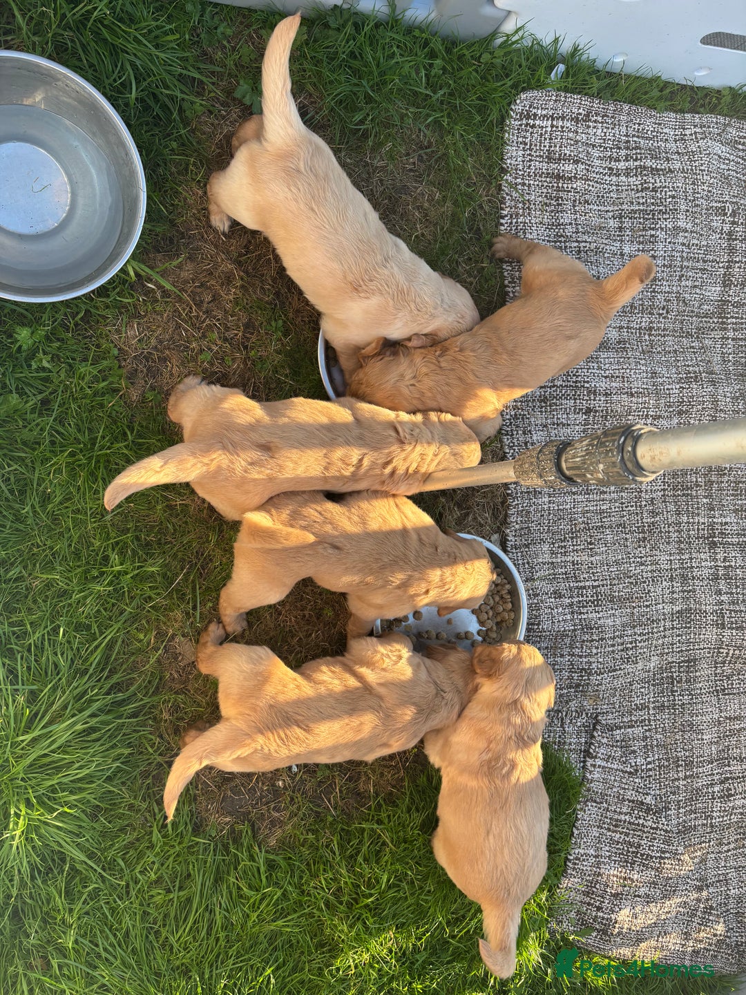 Golden Retriever dogs for sale: KC Registered Golden Retriever Puppies  - Image 6
