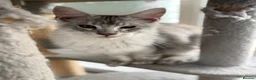 Maine Coon cats for sale: Registered with tica - Advert 8