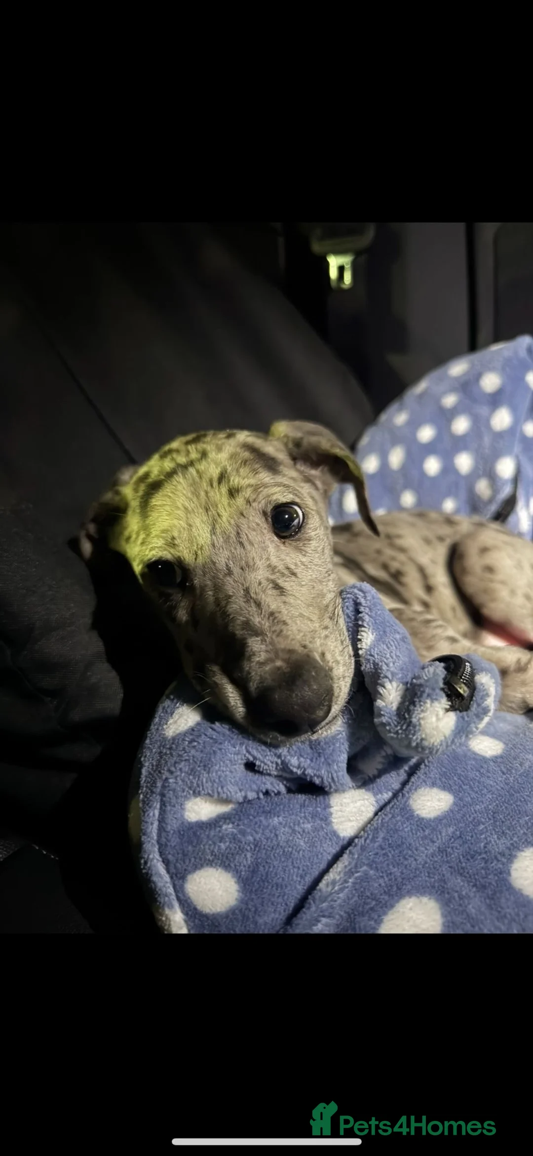 Lurcher dogs for sale: Ronnie and Winnie - lurcher and bull lurcher  - Advert 4