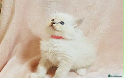 Ragdoll cats for sale: Ragdoll kittens - Image 6