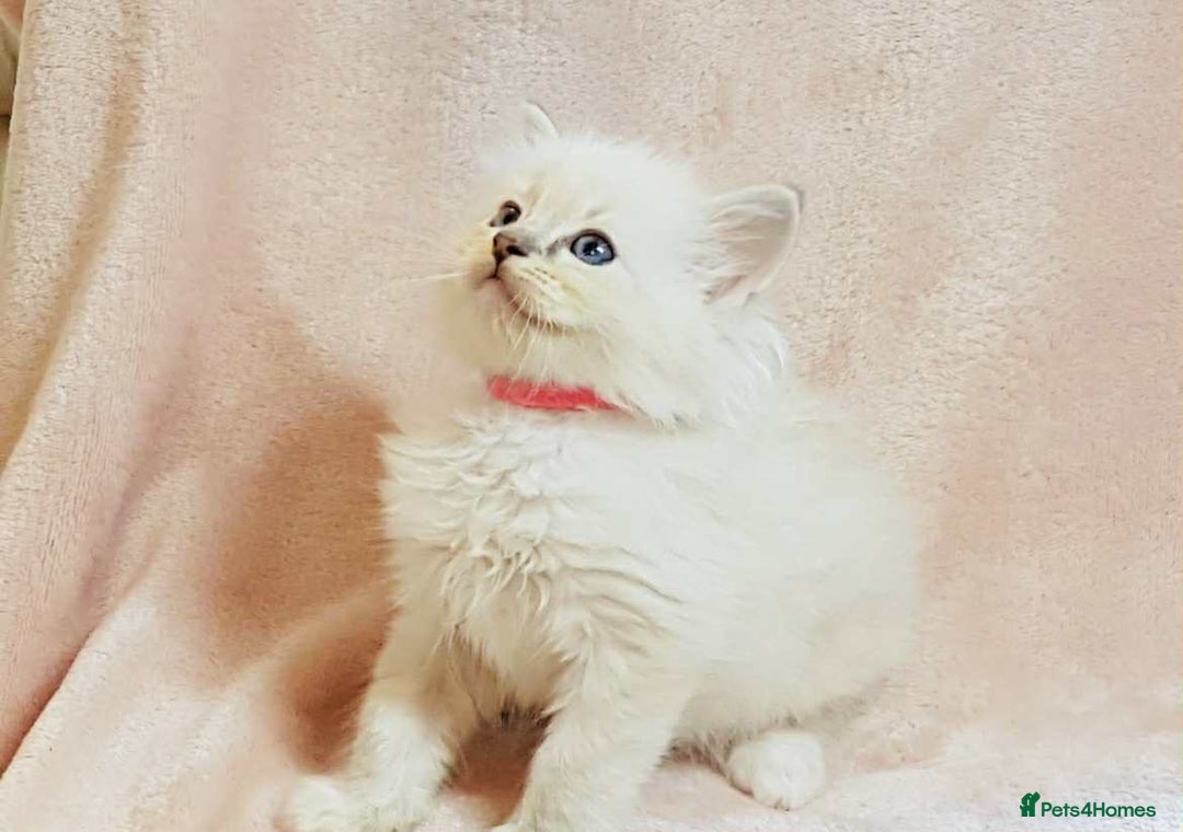 Ragdoll cats for sale: Ragdoll kittens - Image 6