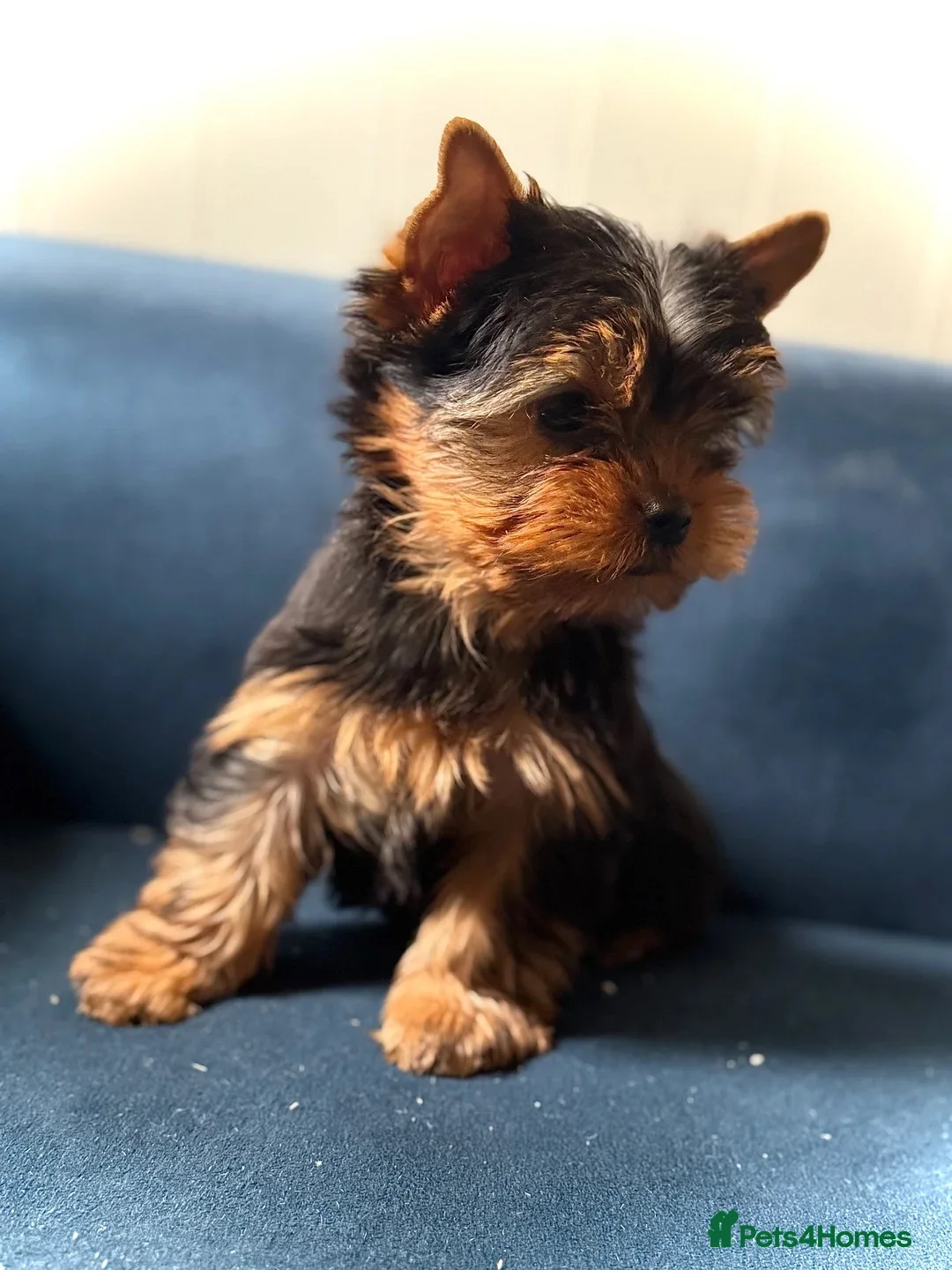 Yorkshire Terrier dogs for stud: Only for Stud  - Advert 3