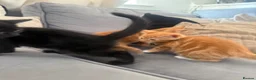 Mixed Breed cats for sale: Ginger and black kittens in Northampton - Advert 4