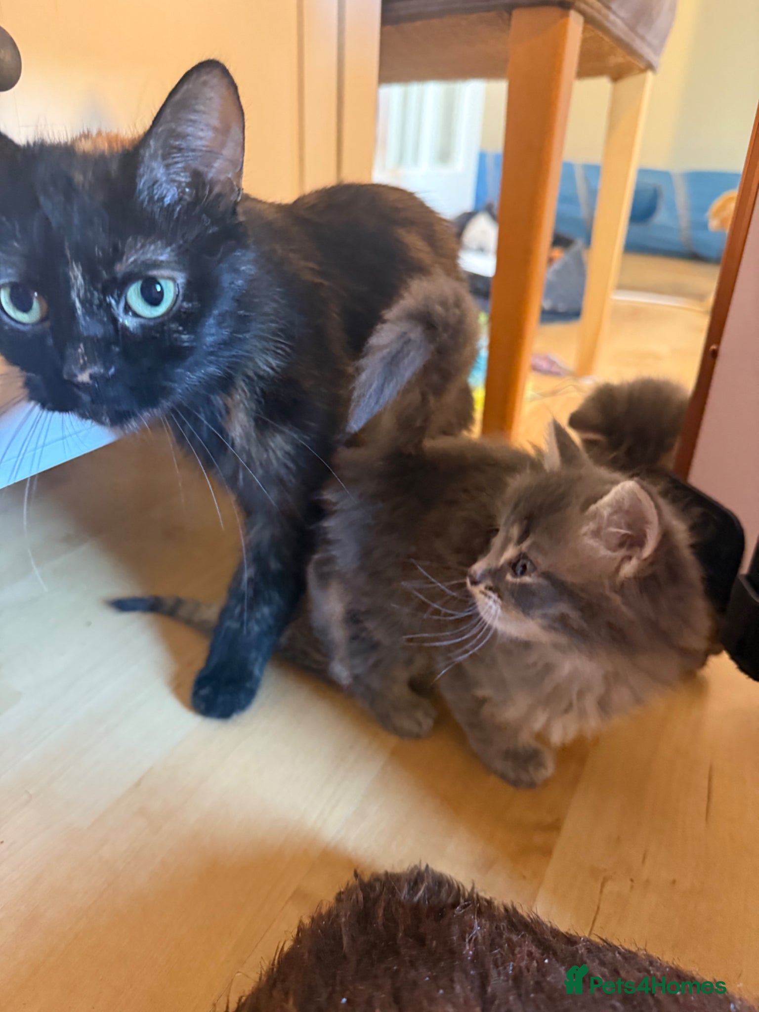 Mixed Breed cats for sale: 2 beautiful kittens  - Advert 2
