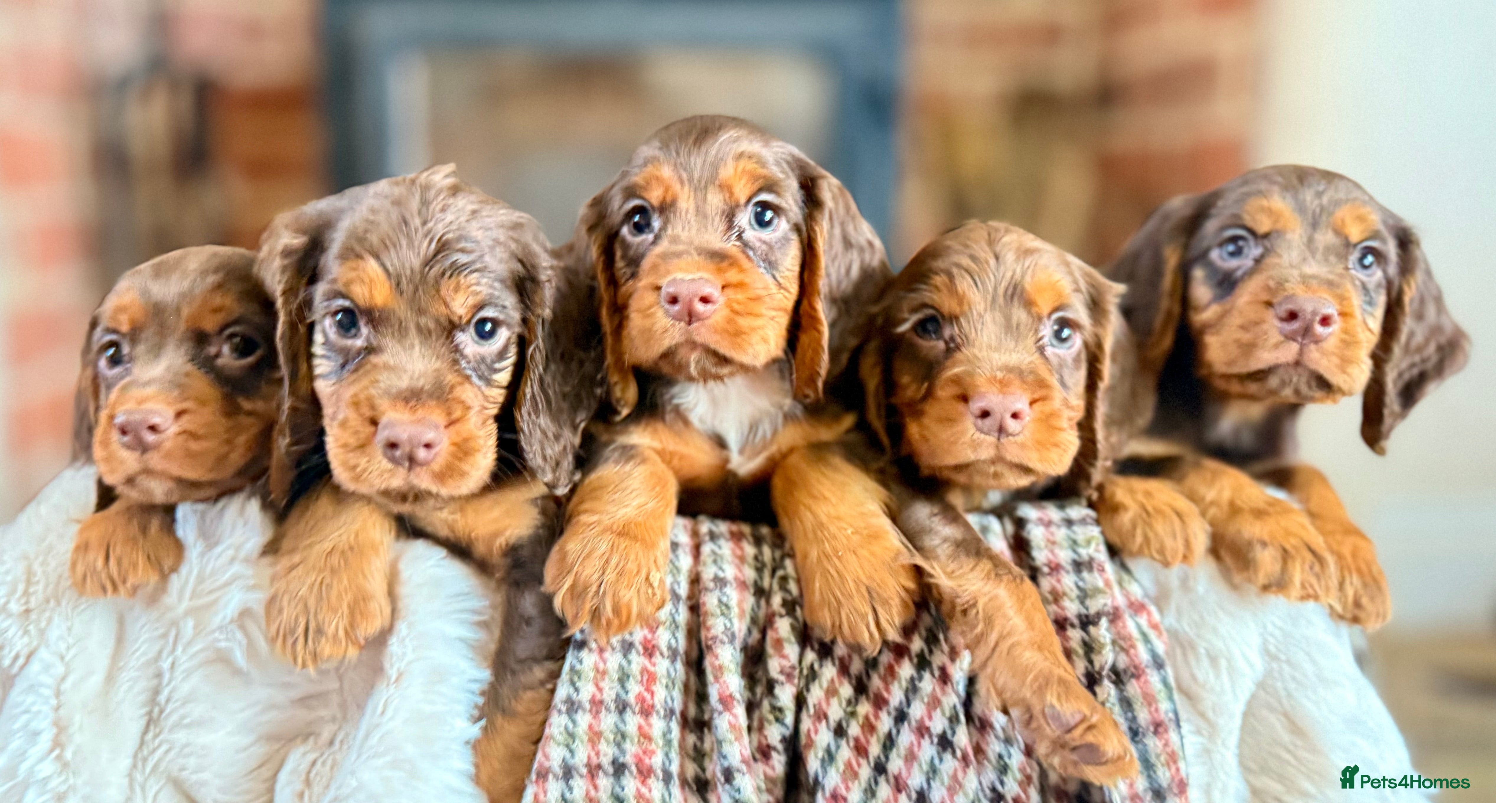 Cocker Spaniel dogs READY TO LEAVE true quality working cocker pups - Advert 12