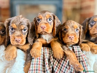 Cocker Spaniel dogs READY TO LEAVE true quality working cocker pups - Advert 5