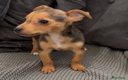 Jack Russell dogs for sale: ❤️Beautiful Jackrussels❤️ - Image 16
