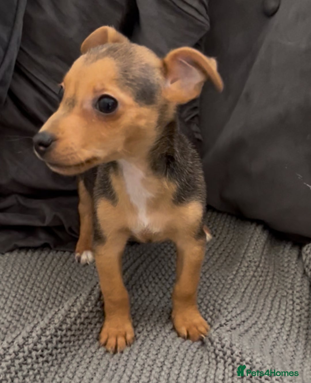 Jack Russell dogs for sale: ❤️Beautiful Jackrussels❤️ - Image 16