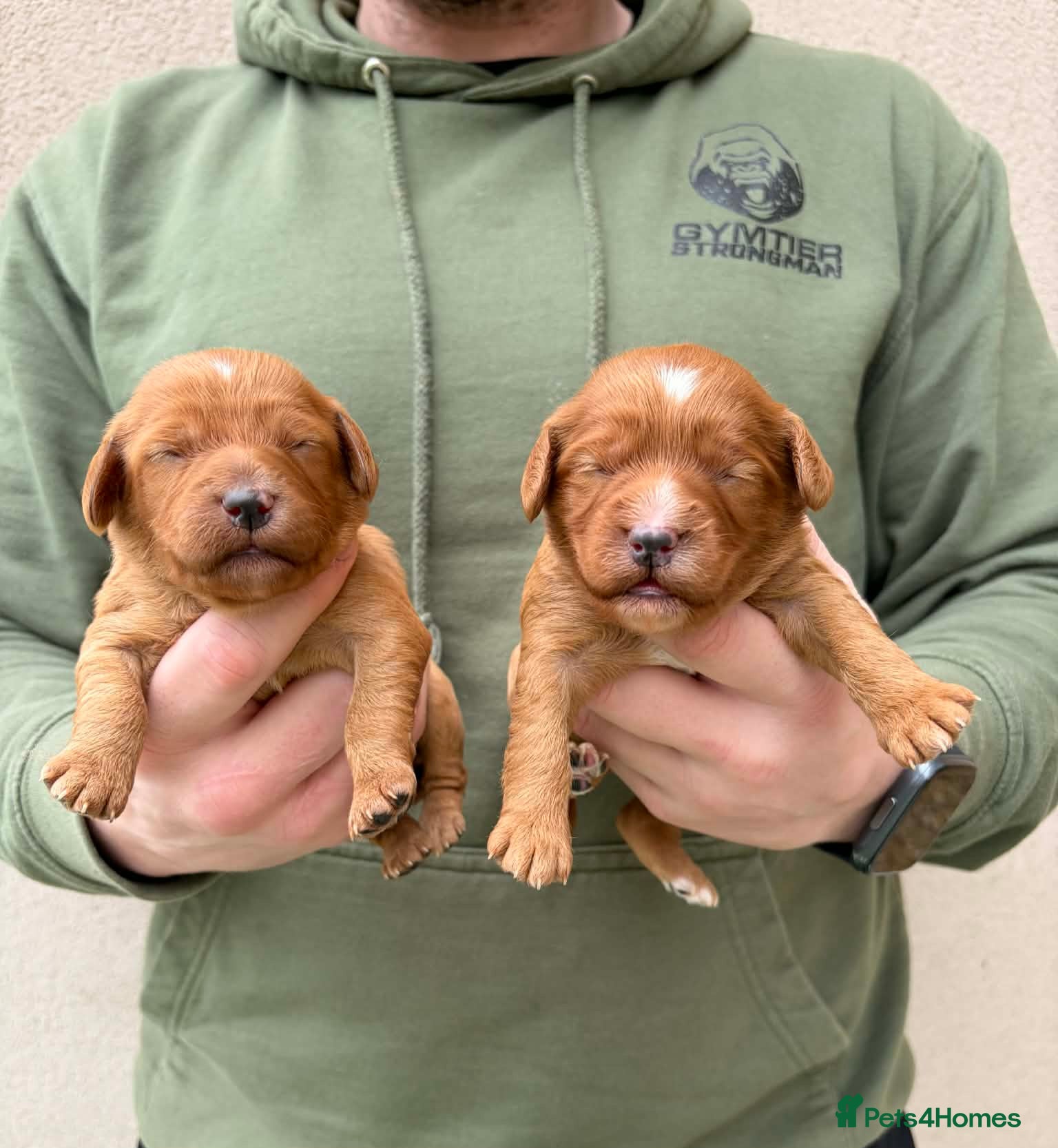 Cockapoo dogs F1 cockapoos [health tested ) - Advert 7