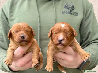 Cockapoo dogs F1 cockapoos [health tested ) - Advert 7