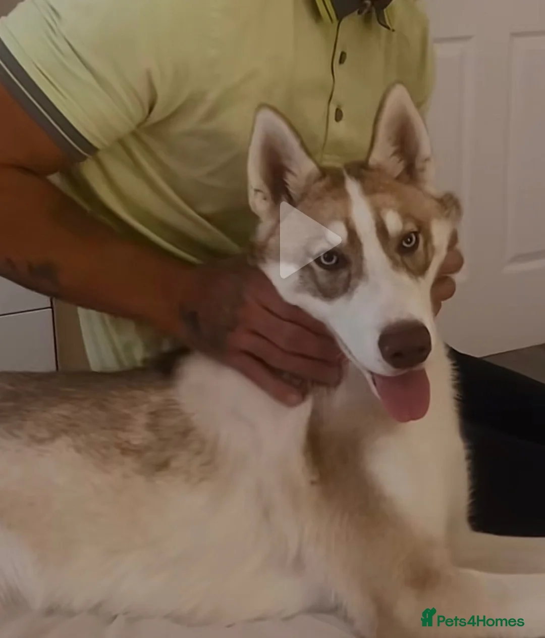 Siberian Husky dogs for sale: Beautiful boy husky  in Preston - Advert 1
