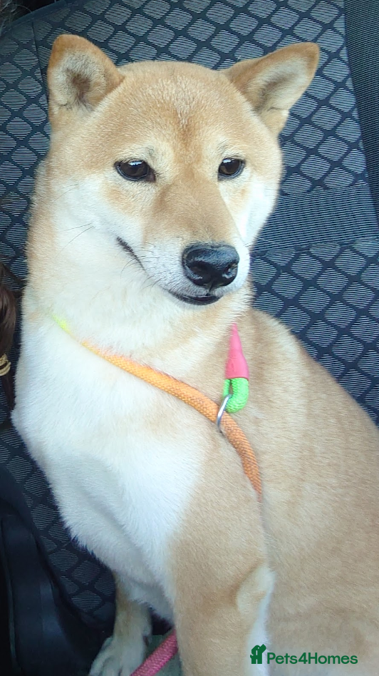 Japanese Shiba Inu dogs Japanese Shiba Inu older girl - Advert 1