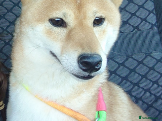 Japanese Shiba Inu dogs - Advert 2