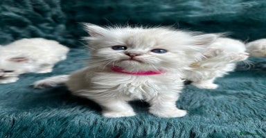Mixed Breed cats - Advert 2