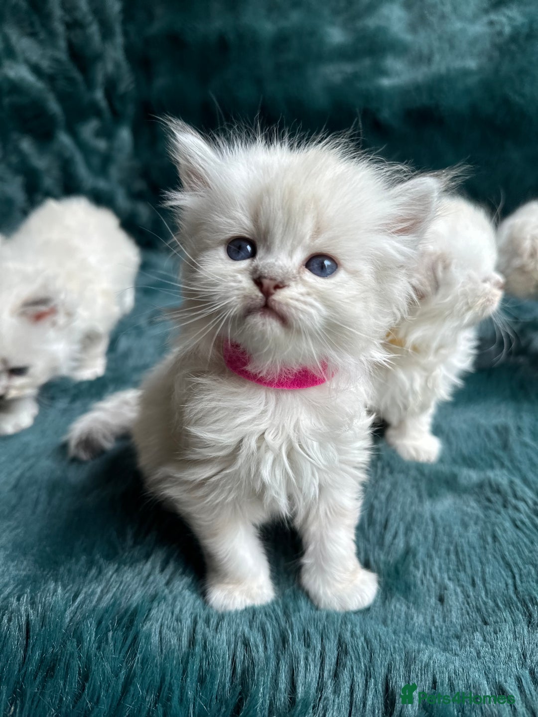 Mixed Breed cats for sale: Adorable Fluffy Ragdoll x Scottish Fold Kittens - Image 2