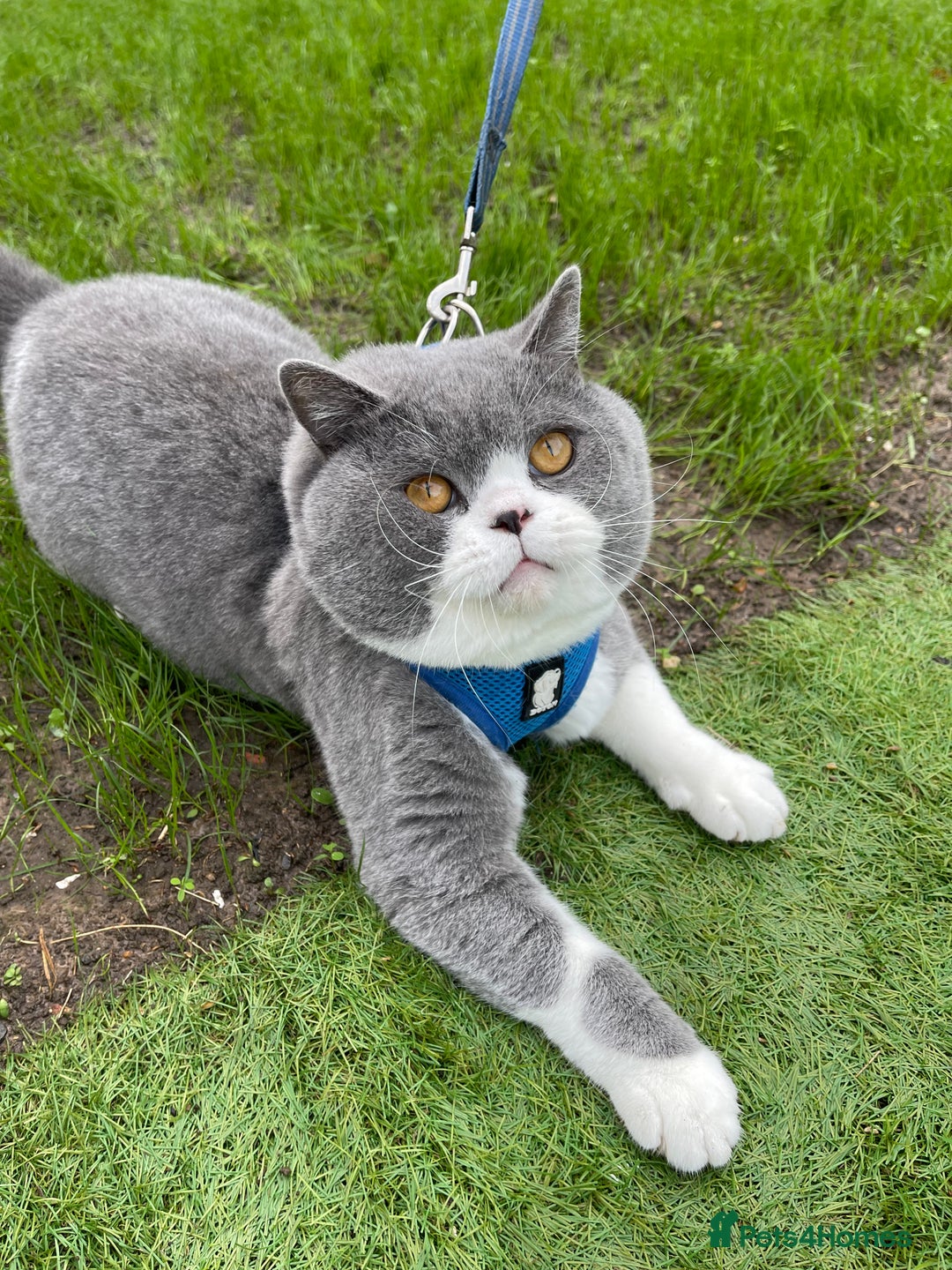 British Shorthair cats for stud: British Shorthair Blue Bicolour male stud duties in Enfield - Advert 7
