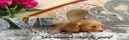 Miniature Dachshund dogs for sale: Beautiful Long Coat Miniature Dachshund Puppies in Worthing - Advert 3