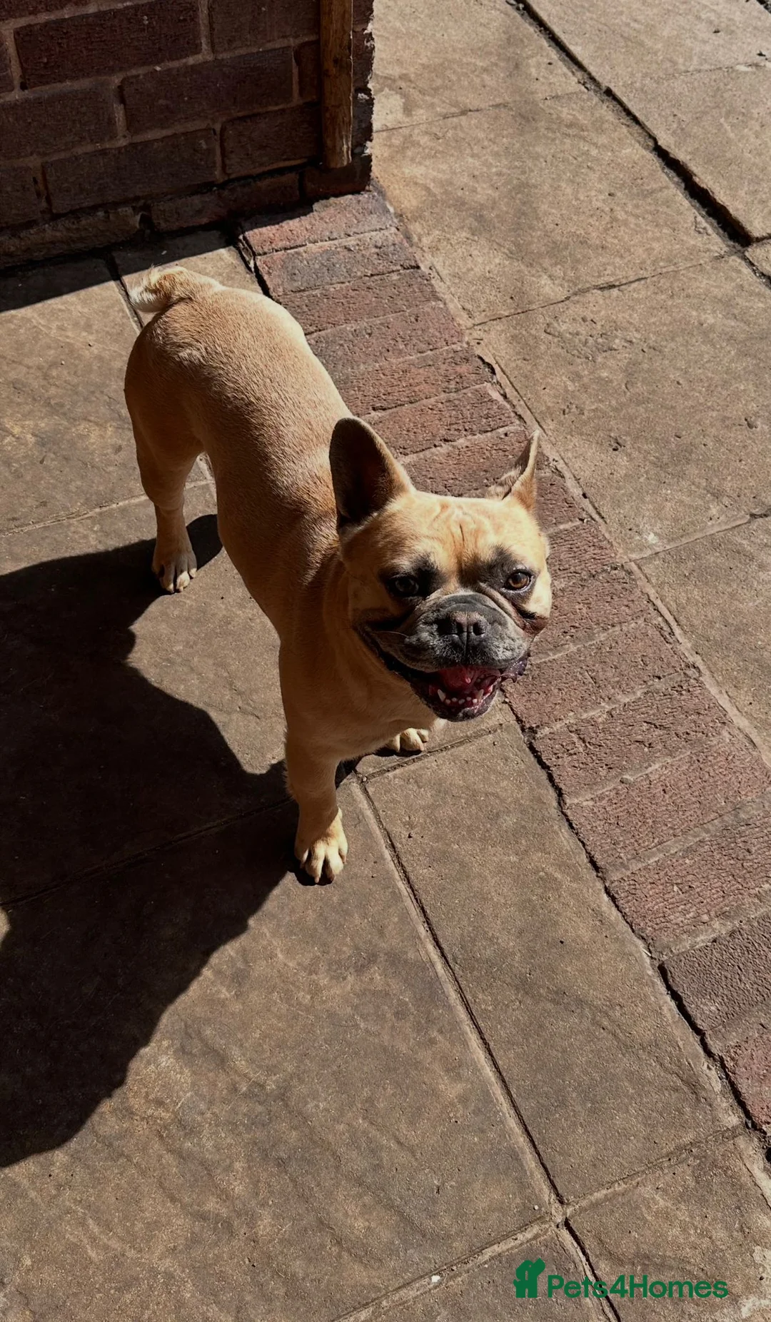 French Bulldog dogs for sale: French Bulldog - Advert 1