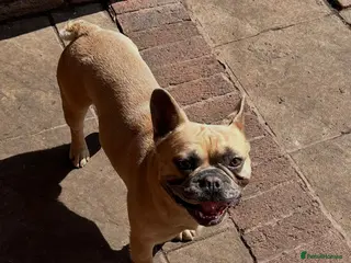 French Bulldog dogs French Bulldog - Advert 1