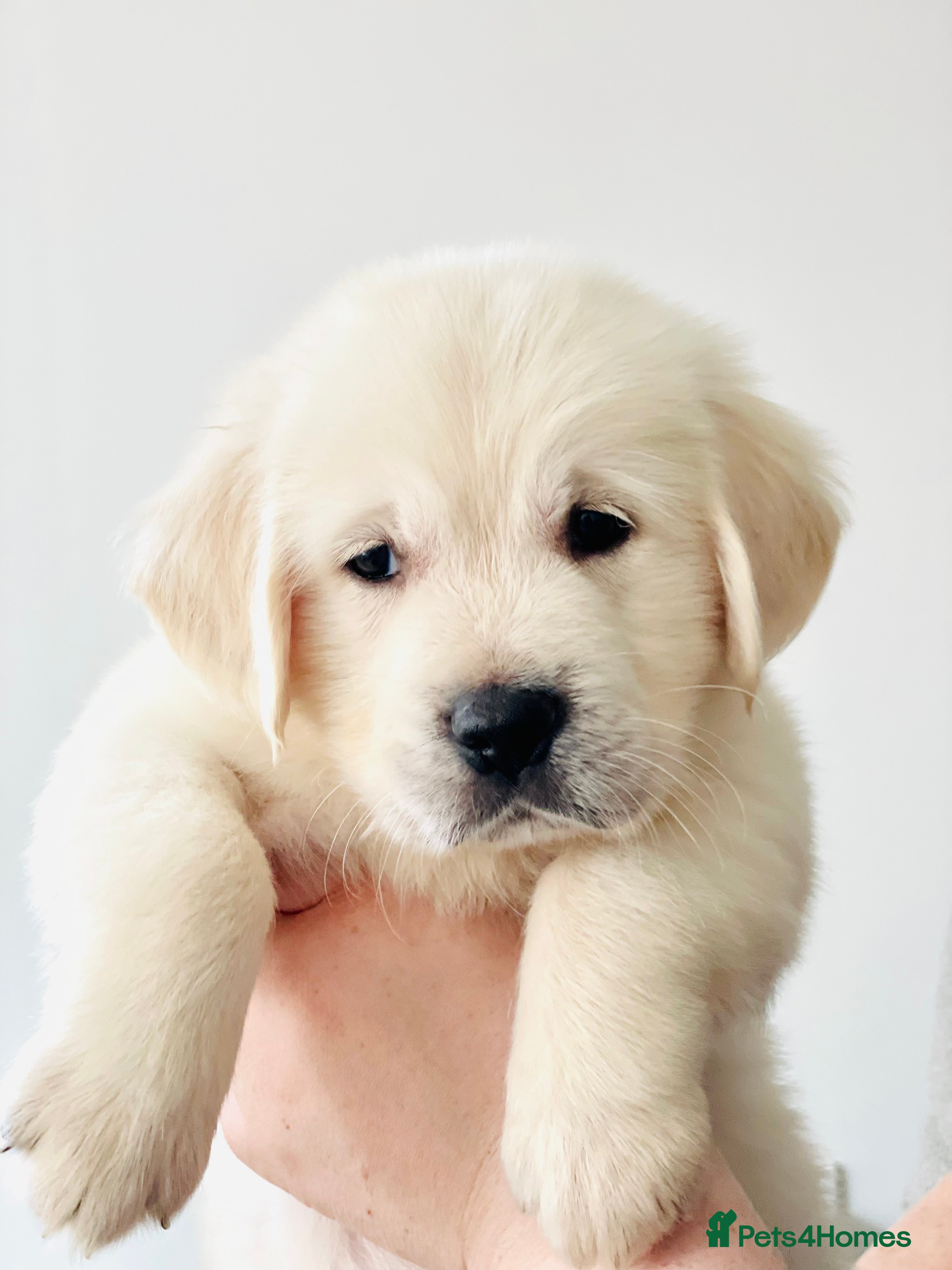 Golden Retriever dogs A male puppy has just come available  - Advert 16