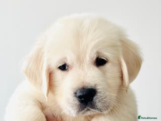 Golden Retriever dogs Old English Cream Retrievers ~ Champion Lines - Advert 1