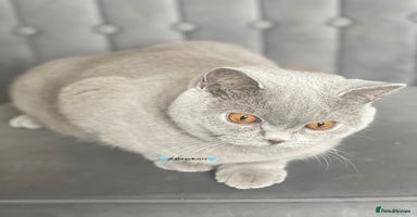British Shorthair cats - Advert 10