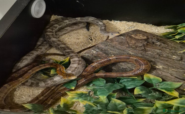 Corn Snake reptiles - Advert 10
