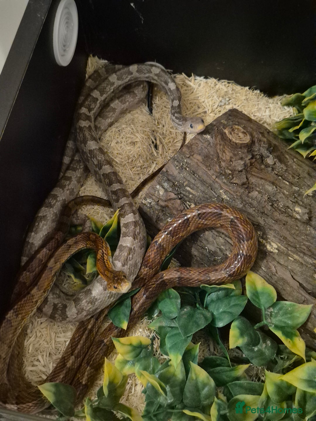 Corn Snake reptiles for sale: 2 corn snakes for sale - Image 1
