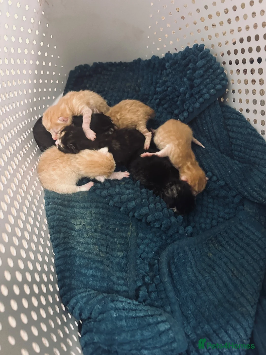 Mixed Breed cats for sale: 7 kittens  - Advert 1