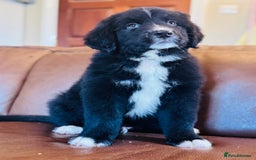 Mixed Breed dogs for sale: Labernese x Bernese mountain dog puppies READY NOW - Image 6