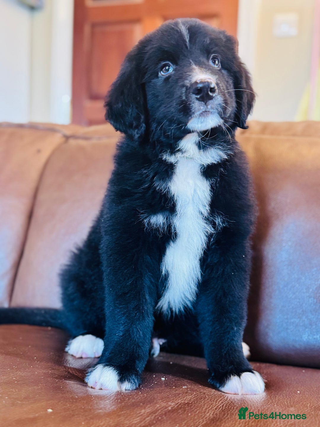 Mixed Breed dogs for sale: Labernese x Bernese mountain dog puppies READY NOW - Image 6