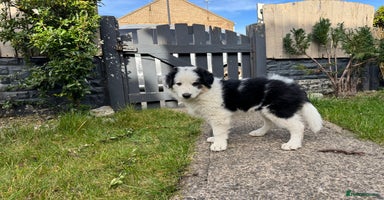 Border Collie dogs - Advert 4