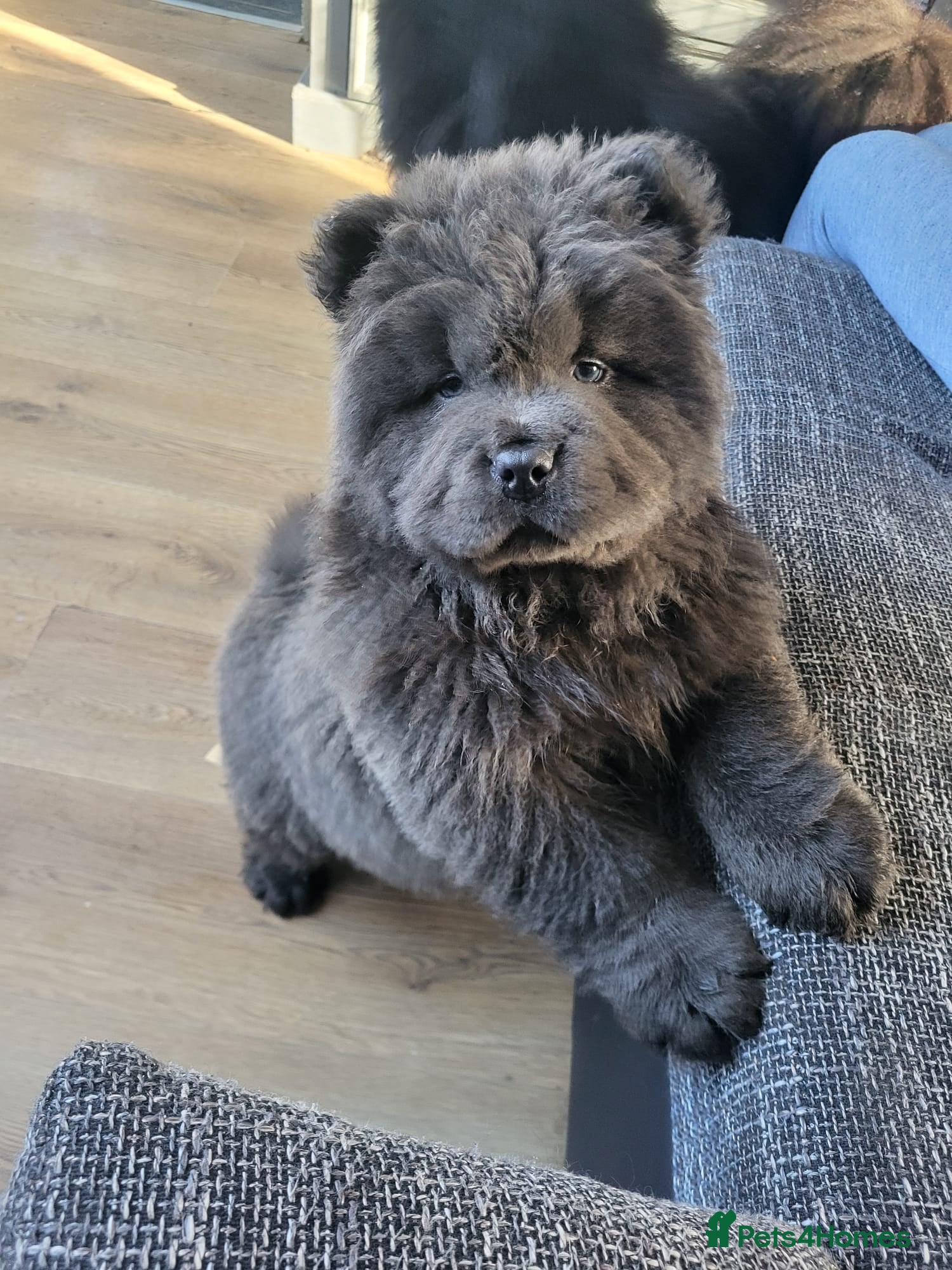 Chow Chow dogs Chow chow pups kc reg champ lines - Advert 1